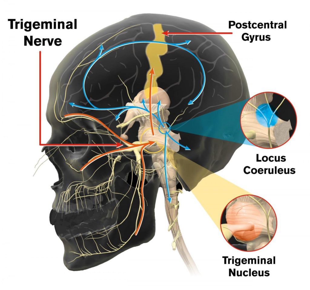 Trigeminal Nerve Pathway Diagram