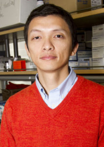 portrait of Xiao Wang with a caption of "Associate Professor Xiao Wang says the most dramatic impact of learning to manipulate the cell transition process might be reducing the need for organ transplants. Photographer: Jessica Hochreiter/ASU"
