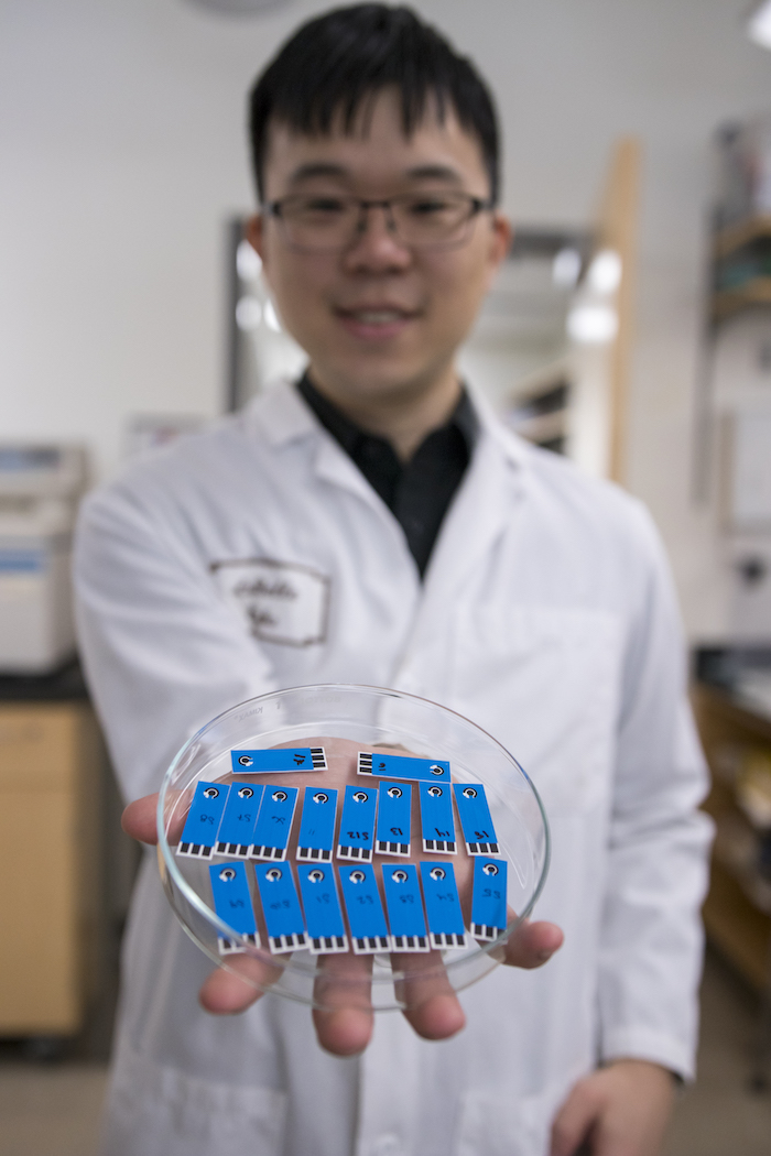 Photo of a student in a lab coat holding a petri dish filled with devices. Caption: oung Chemist Award winner Chi-En Lin holds biosensor test strips for his research on a multi-biomarker detection platform. Photographer: Marco-Alexis Chaira/ASU