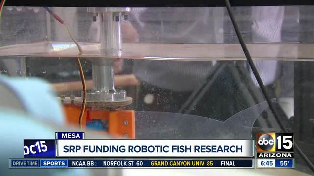 Robotic fish could help solve problem in Arizona canals