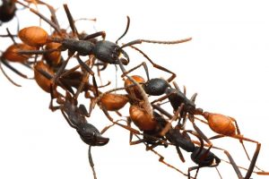 COLLECTIVE GENIUS — WORKING TOGETHER ENABLES TINY ANTS TO DO VERY CLEVER THINGS