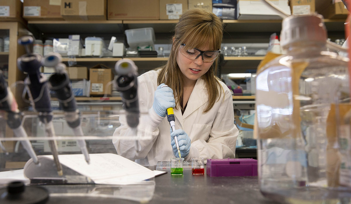 Student working in a lab. Caption: Courtney DuBois, a biomedical engineering senior, conducted research with her mentor, Associate Professor Michael Caplan, to explore a potentially faster and cheaper diagnostic tool for Navajo neurohepatopathy, a fatal genetic disorder found in Navajo infants characterized by brain damage and liver disease or failure. Photographer: Jessica Hochreiter/ASU