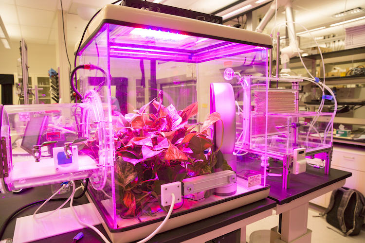 Photo of a clear box with plants inside with pink lights. Caption: The Center for Negative Carbon Emissions’ novel air-capture technology features a plastic resin that captures carbon dioxide when dry, and releases it when moist.