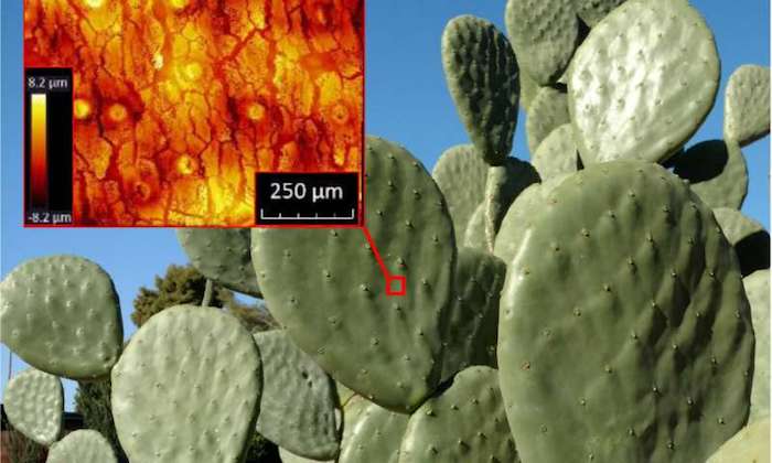 What smart hazmat suits and Sonora cactus skins have in common