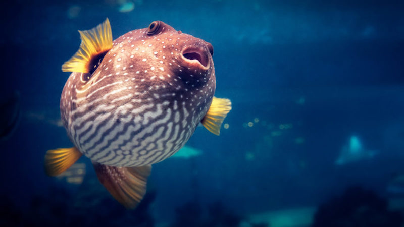 Engineers develop inflatable ‘smart pill’ inspired by pufferfish