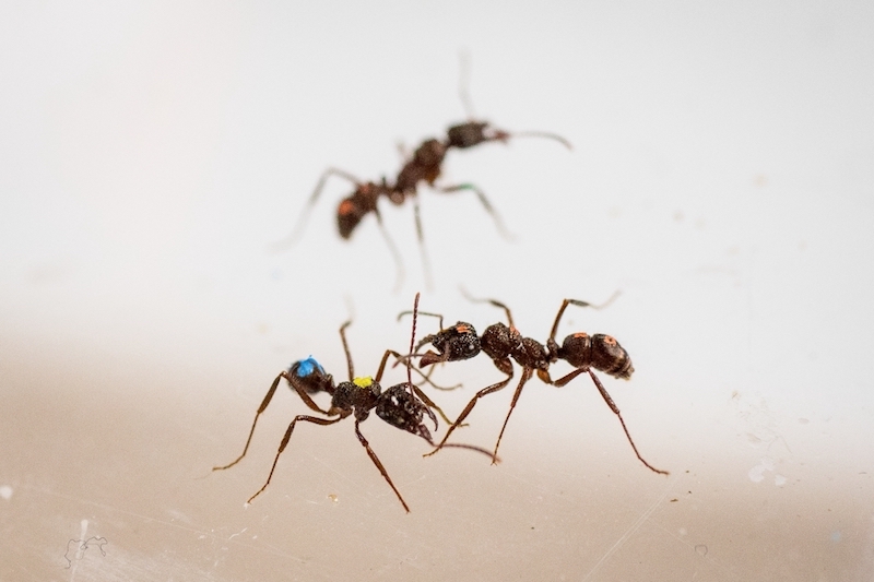 How do I love ants? Let me count the ways