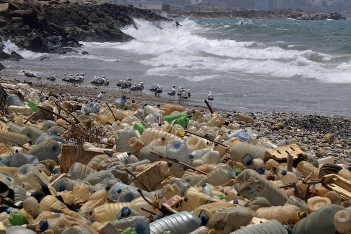 HEARTBREAKING IMAGES THAT SHOW THE IMPACT OF PLASTIC ON ANIMALS IN THE OCEANS