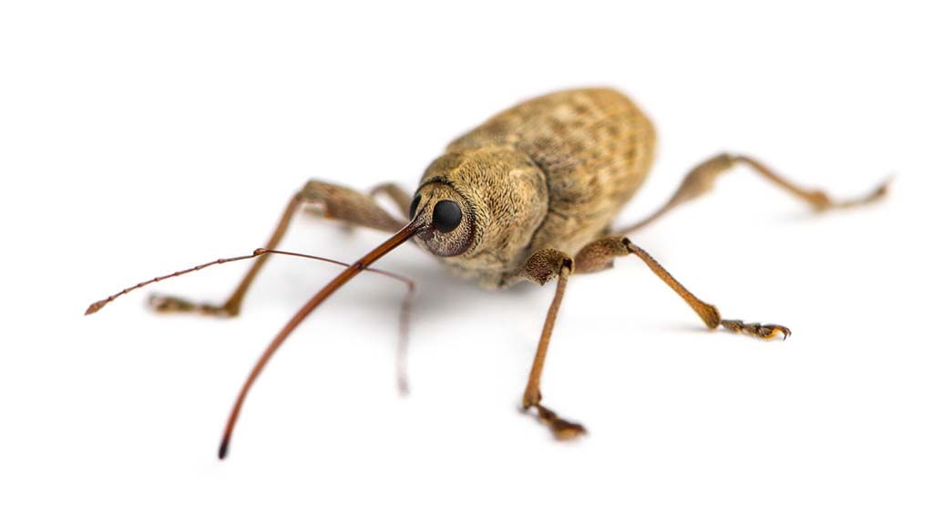 Blog - What Everyone In Knoxville Ought To Know About Weevils