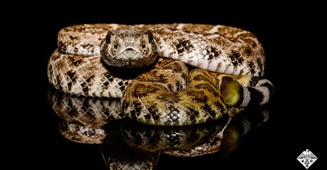 How rattlesnakes’ scales help them sip rainwater from their bodies