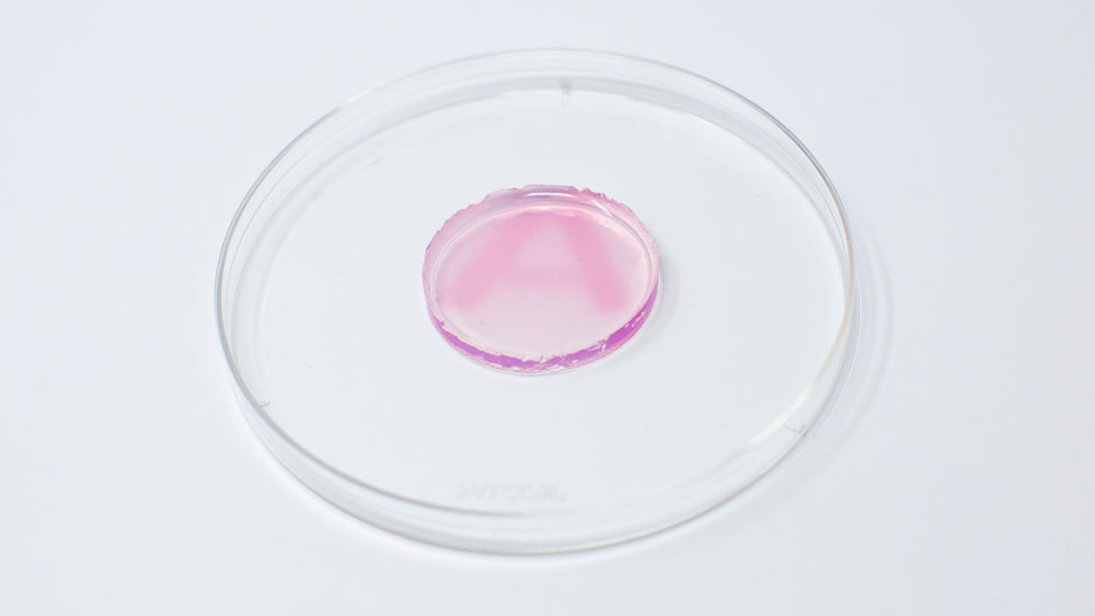 pink substance in a petri dish