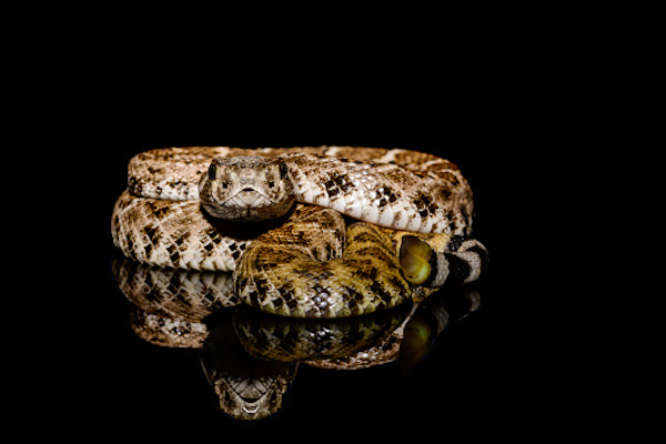 Study explains How Rattlesnakes Catch Rainwater On Their Backs