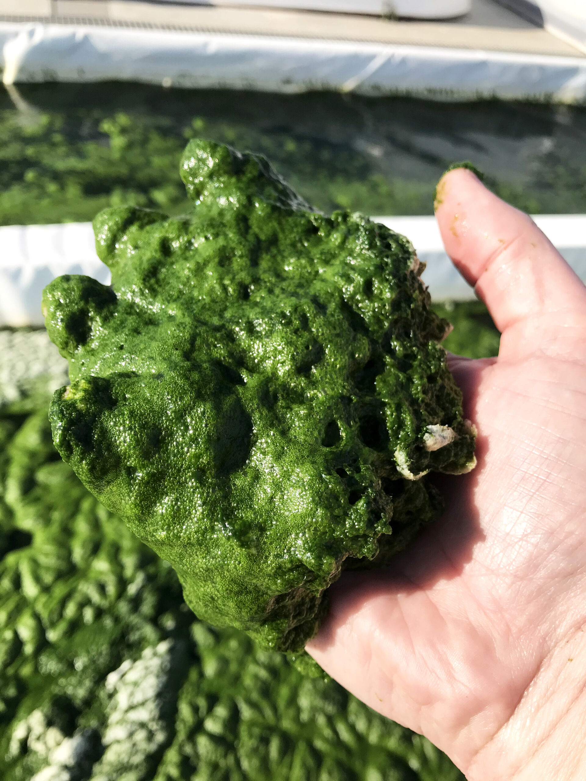 a hand covered in algae