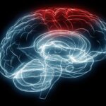 Brain injury research explores sex-dependent therapeutics