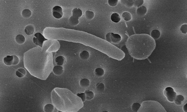 Can microbes save us from PFAS?