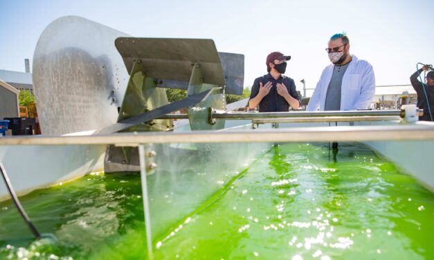 Empowering algae to shape the future of bioenergy