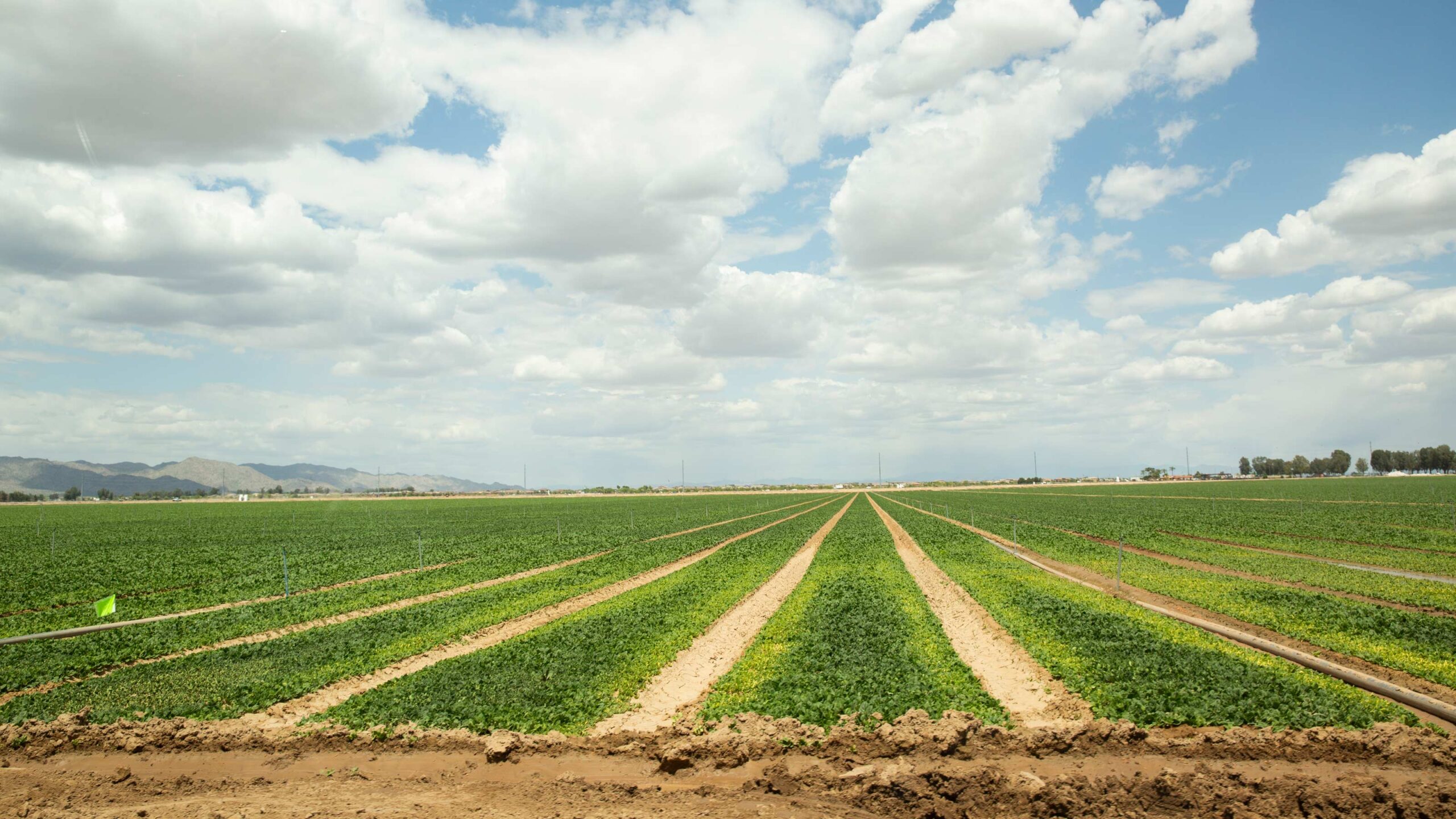 rows of crops planted at an Arizona farm