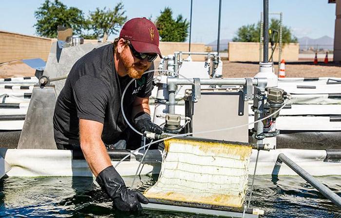 Researchers repurpose wastewater treatment greenhouse gases to grow algae, make useful products