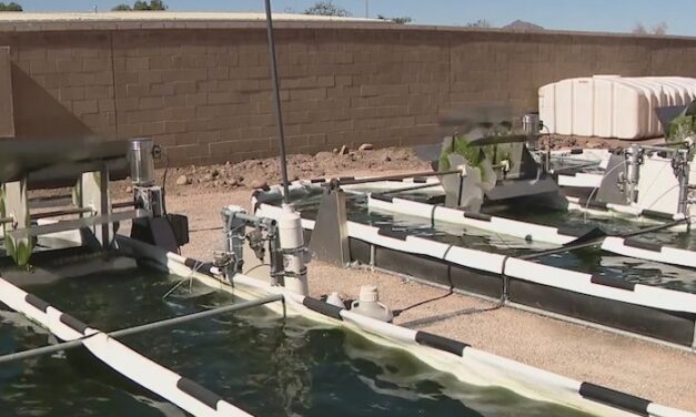 Arizona State University teams up with City of Mesa on pilot project to remove greenhouse gases with algae
