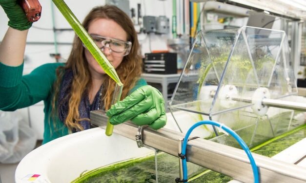 The cost of algae-based biofuel is still too high