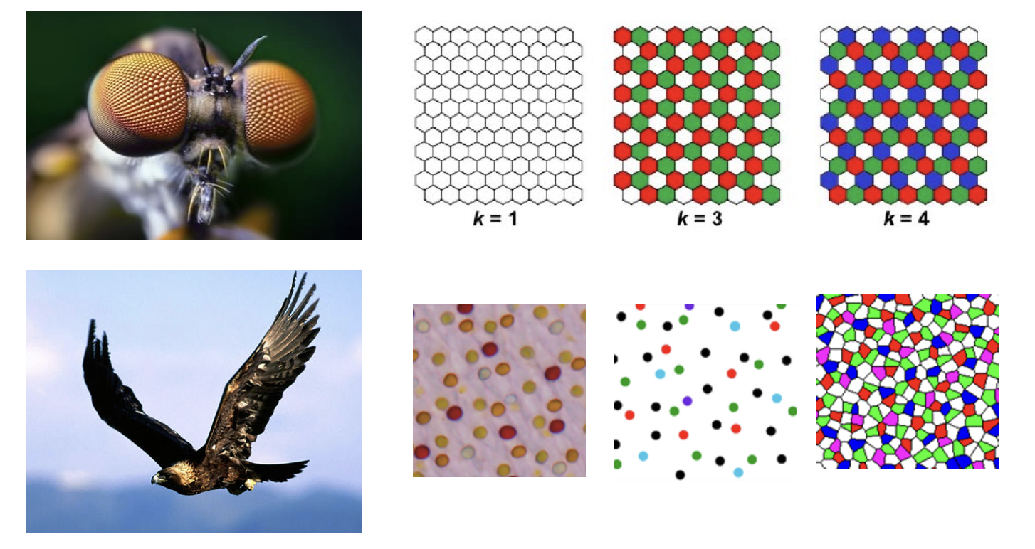 a graphic highlighting avian retinal patterns