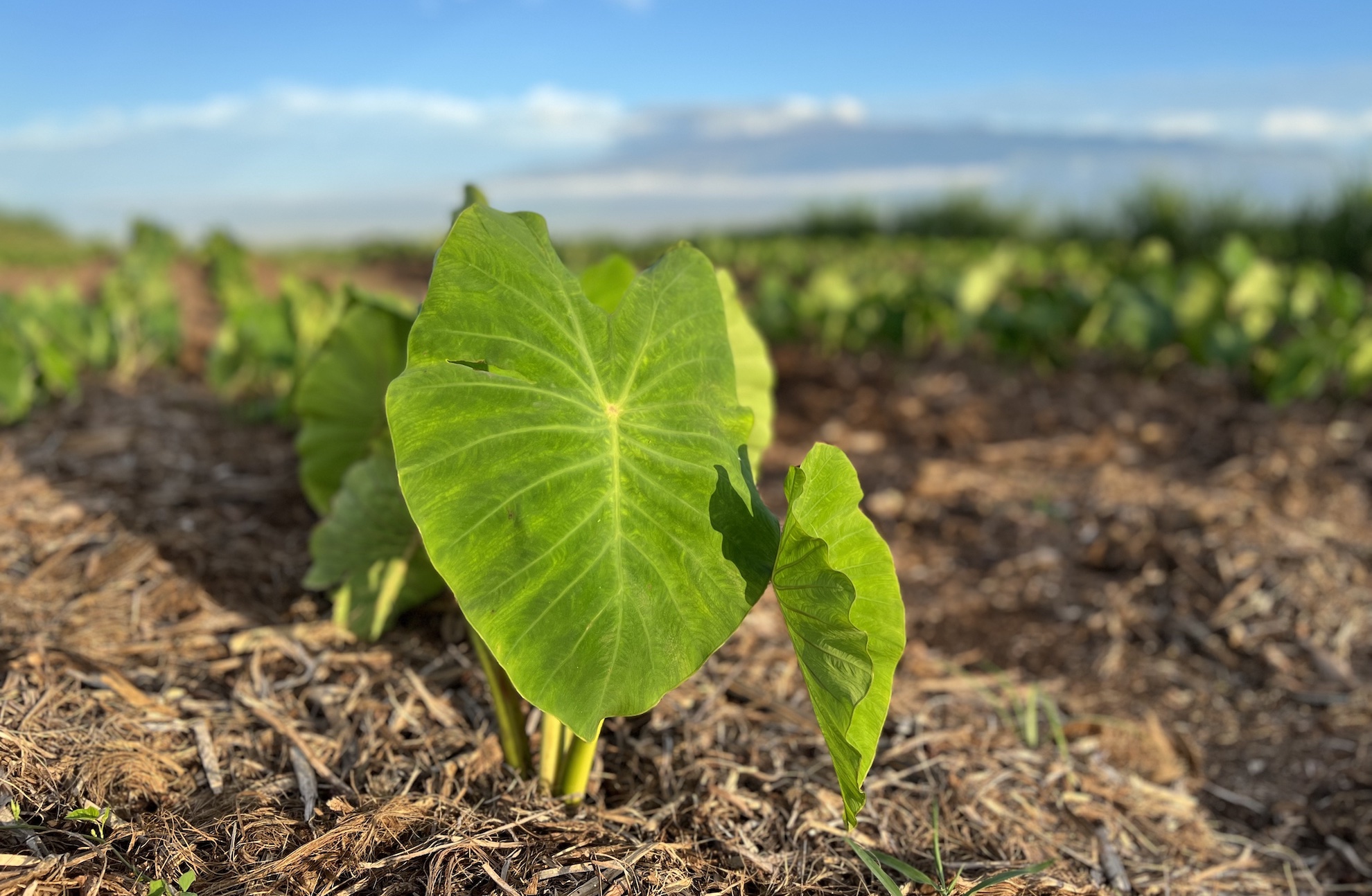 close up view of taro growing in a field