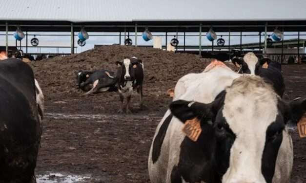 Turning cow waste into biogas is a hot investment. Is it also a climate solution?