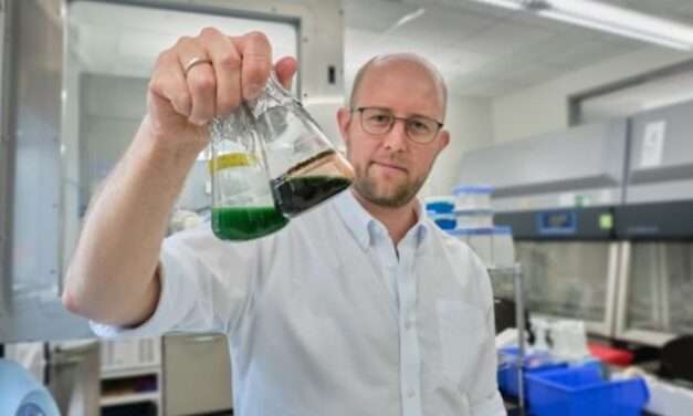 Modifying algae to make rare antioxidants in extreme environments