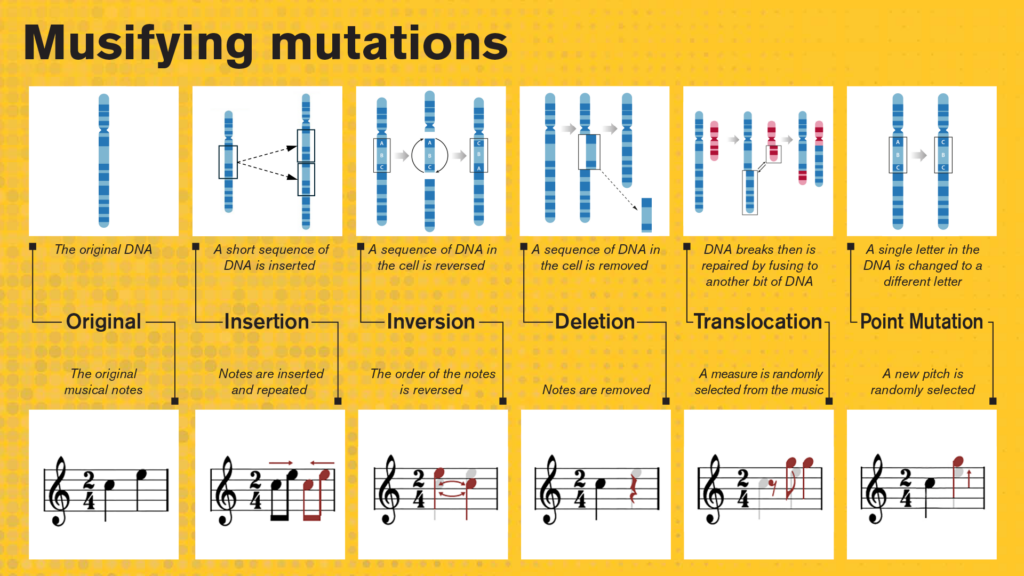A series of illustrations showing how the musification software works. First, there is a drawing of the original DNA compared to the original musical notes of the song as shown on the staff lines of sheet music. The first type of mutation is insertion, where a short sequence of DNA is inserted into the original. On the staff lines, musical notes are inserted and repeated. Next, inversion is shown. In the drawing of DNA, a sequence in the cell is reversed. On the sheet music, the order of the notes is reversed. Deletion is the next mutation. In the drawing, a sequence of DNA in the cell is removed. On the sheet music, notes are removed. Then comes translocation, a mutation where DNA breaks and then is repaired by fusing to another bit of DNA. The sheet music shows a measure randomly selected from the music and inserted into the melody. Last, point mutation is shown. Here, a single letter in the DNA is changed to a different letter. On the sheet music, a new pitch is randomly selected.