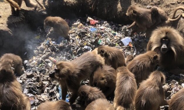 Students pitch in to help solve plastic problem in Ethiopian national park
