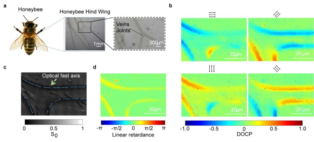 polarimetric images and Mueller matrix microscopic images of honeybee hind wings