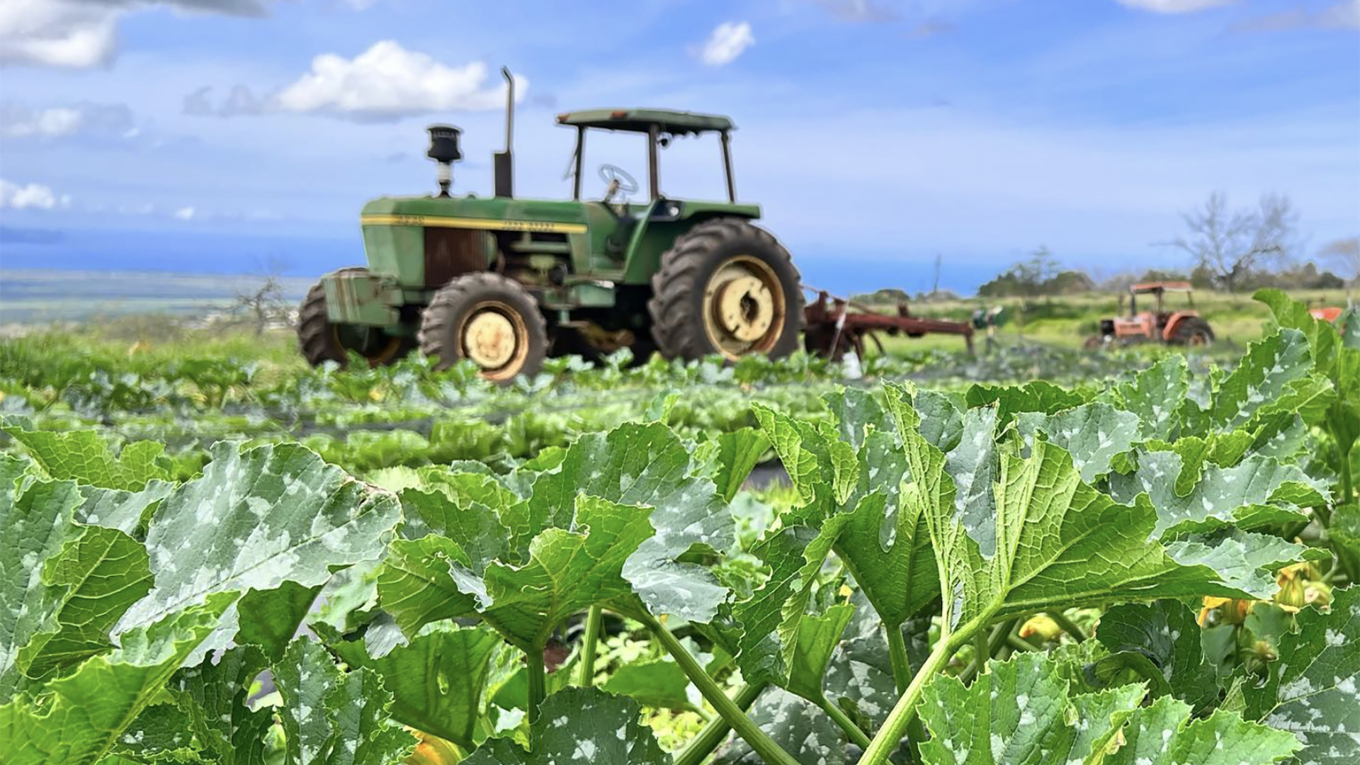 A field of zucchini