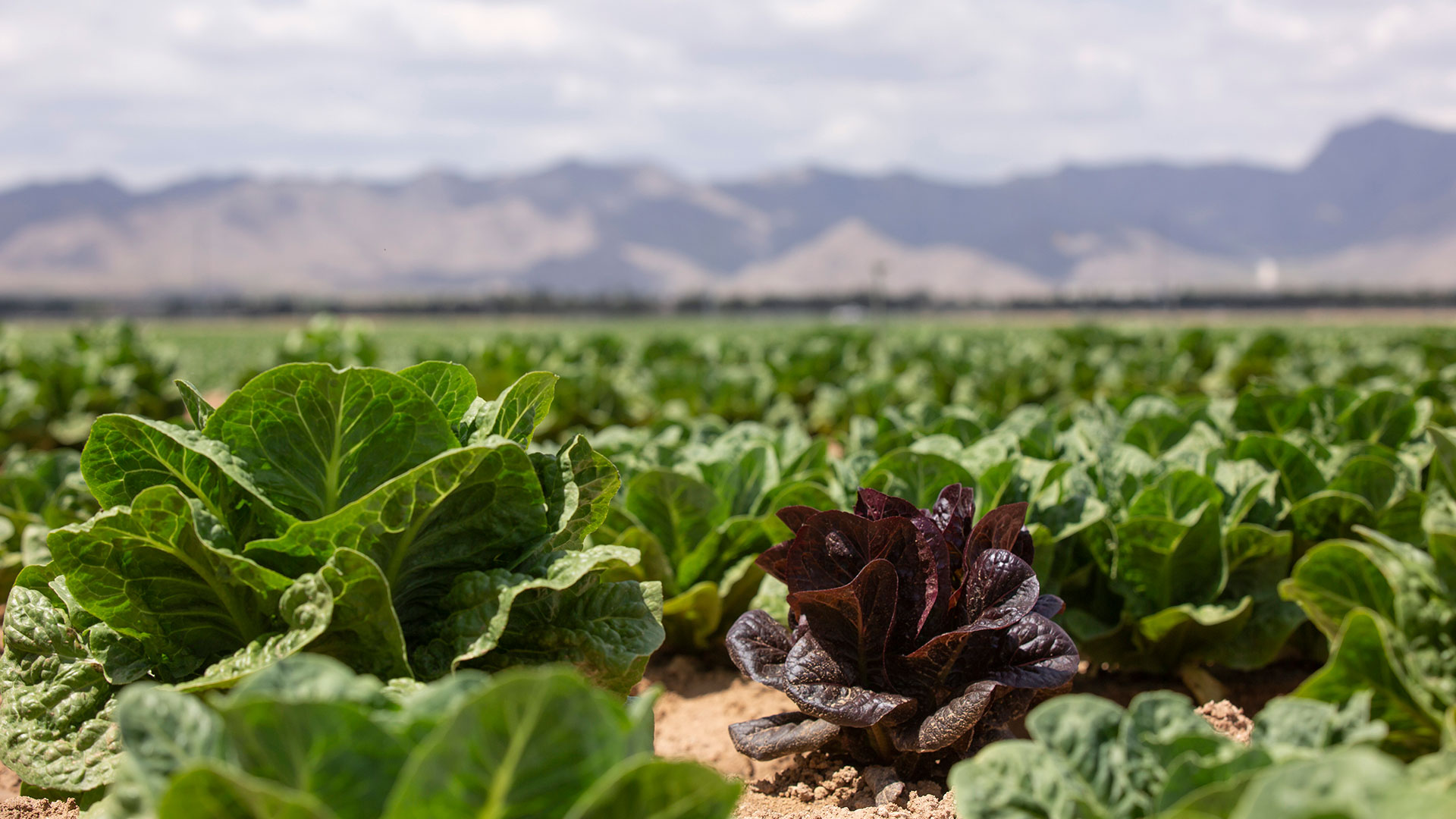 CIDSE-Rene-Villalobos-EG-5085w_1920x1080 lettuce field in Arizona